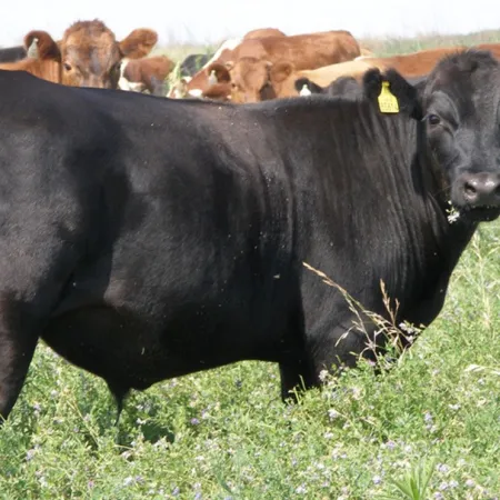 Financiamiento, una deuda pendiente en la ganadería argentina