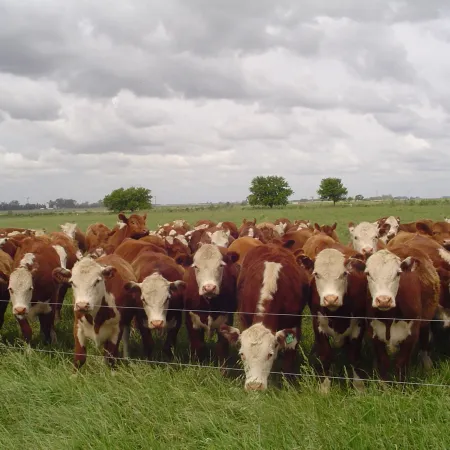 En abril llegó el impulso ganadero: creció la faena y se consolidó el feedlot