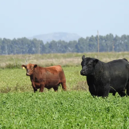 Con buen clima y precios firmes, los productores ganaderos vuelven a apostar a la recría