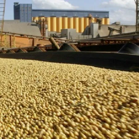 Soja a full en Rosario: récord de ventas y precios que buscan punto de equilibrio