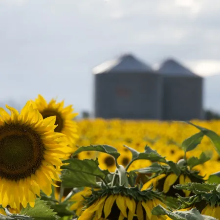 Campaña histórica: el girasol logró su mejor cosecha en casi 25 años