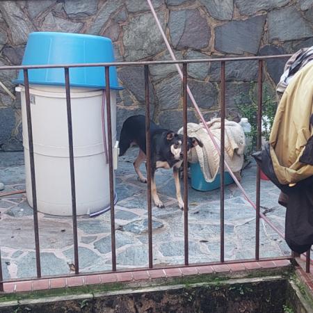 Tras la denuncia de vecinos, rescatan a perros que eran maltratados en Boedo