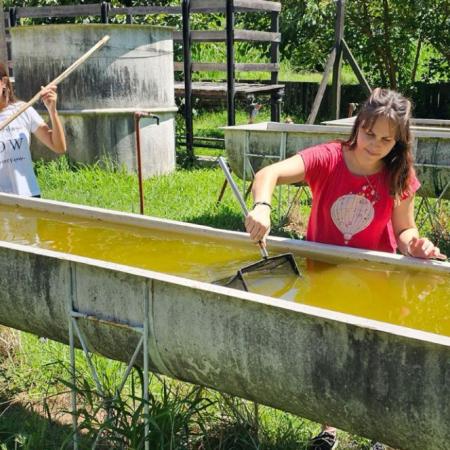 Entregan peces nativos que eliminan larvas del dengue en piletas y estanques