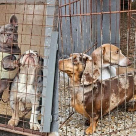 Rescatan a 13 perros y un "loro hablador" de un criadero ilegal en Villa Urquiza