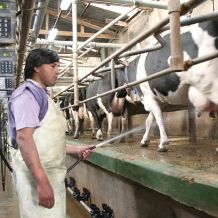 Financiamiento sin interés para tambos: cómo es el plan de la provincia de Buenos Aires