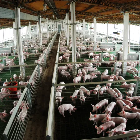En Agroactiva, el Gobierno nacional agilizó el acceso a créditos para productores porcinos