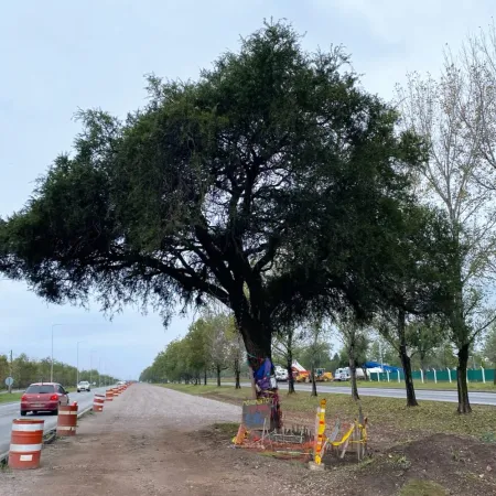 Convocan a un "abrazo simbólico" para proteger árbol de 300 años amenazado por obra vial