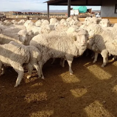 Barrera sanitaria en la Patagonia: el Gobierno prorrogó la apertura por 60 días