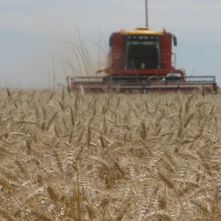 Sube la siembra de trigo en La Pampa, pero los márgenes rentables siguen ajustados