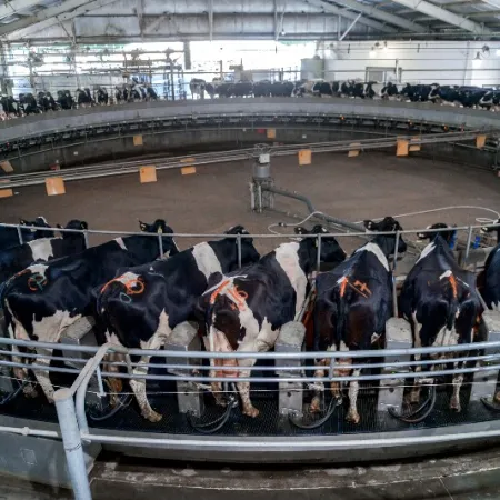 En 2025, la producción de leche en los tambos creció un 11%