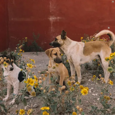 Marruecos refuerza su plan TNVR para la limpieza de perros callejeros antes del Mundial