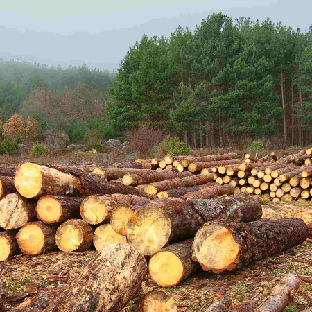 Deforestación: “El primero de enero es pasado mañana”, sostuvo Gustavo Idígoras