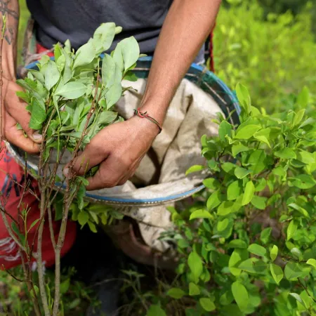 La ONU alerta sobre Colombia tras un salto del 53% en su producción de cocaína