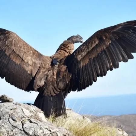 “Francisco” vuela alto entre los cerros puntanos, otra vez