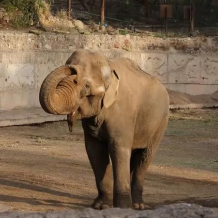 Murió Tamy, el elefante asiático que vivió 40 años en el exzoológico de Mendoza