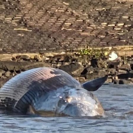 Hallaron una ballena muerta en la costa de Vicente López
