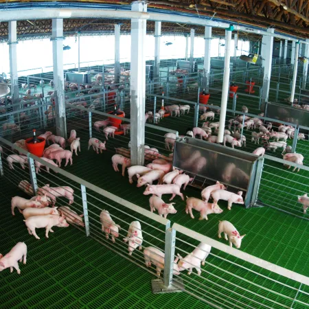 Del maíz a la energía y del cerdo al biogás: cuando el agro apuesta al valor agregado