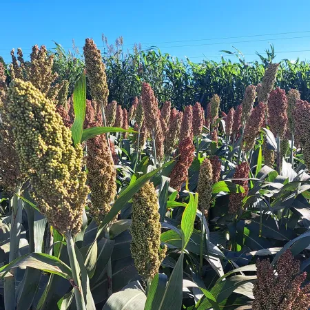 El sorgo, un cultivo todoterreno que todavía puede dar mucho más