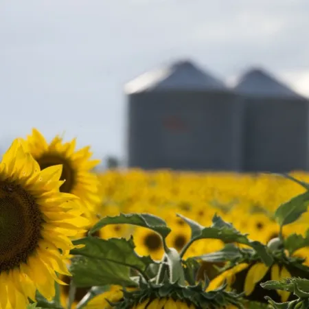 Girasol: claves genéticas y sanitarias para elegir el híbrido adecuado