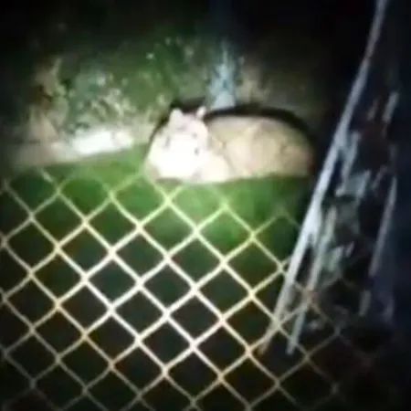Alerta en Moreno por un puma suelto: ya mató a más de una docena de animales