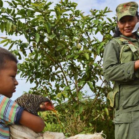 FARC: excomandantes reconocen reclutamiento de menores ante la JEP
