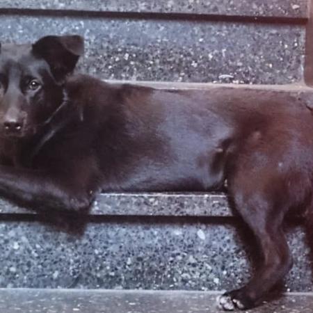 Cómo cambió el vínculo con las mascotas y por qué ahora viven el doble