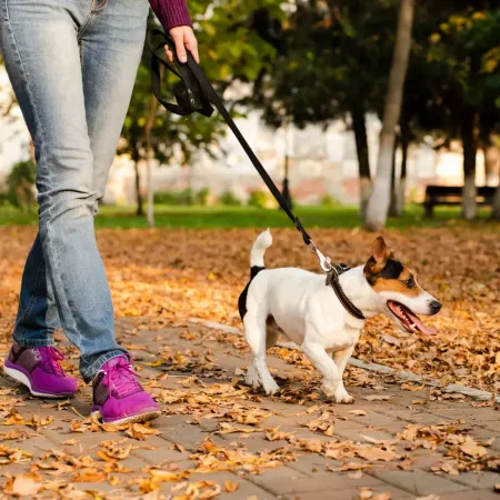 Vecinos de Belgrano y Las Cañitas denuncian que un "mata-perros" envenena mascotas