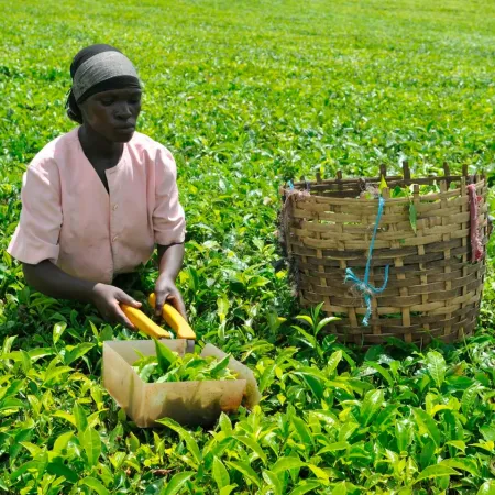 Restricciones en Tanzania: extranjeros impedidos de trabajar en 15 rubros