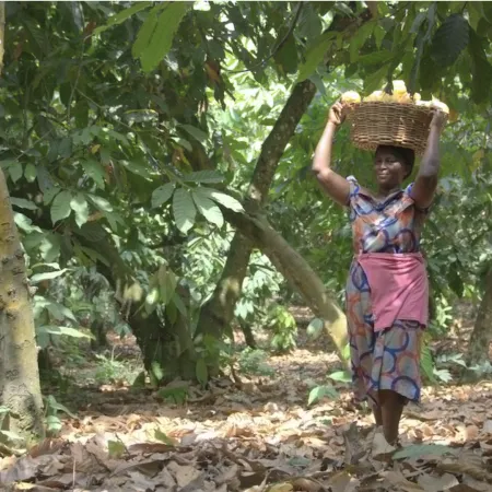 Cacao africano: el recurso que enriquece a otros continentes