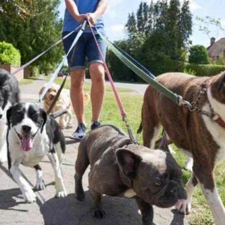 La UBA lanza un curso gratuito para formar paseadores de perros profesionales
