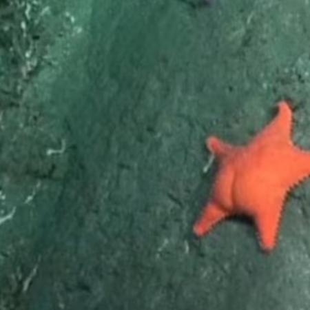 La estrella de mar “culona" y el "pulpo Dumbo" se despiden del streaming del CONICET