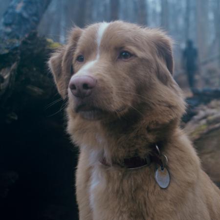 Good Boy: la insólita búsqueda en Google que popularizó la esperada película de terror