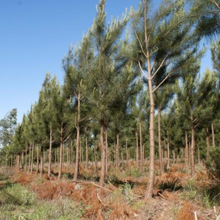 En el último año y medio, Argentina sumó 48.000 hectáreas a sus plantaciones forestales