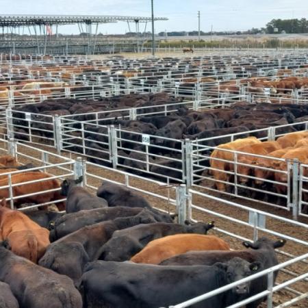 En Cañuelas, la vaca subió 19% y empujó el precio promedio de la hacienda en julio