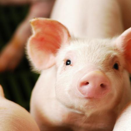 La rentabilidad de la producción porcina comenzó a levantar cabeza