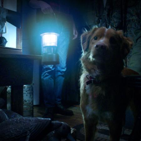 Good Boy, la creativa película de terror que comparan con Coraje, el perro cobarde
