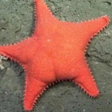 La Estrella Culona del CONICET arrasa donde los políticos fracasan