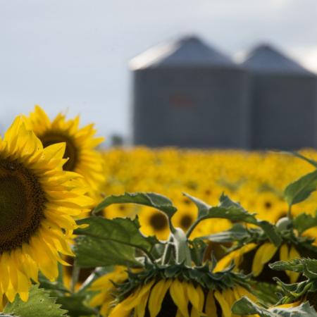 En junio, la molienda de girasol acumuló 2,23 millones de toneladas y alcanzó un récord histórico