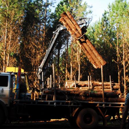 “No se cortan bosques nativos para hacer papel”