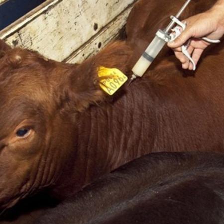 Aftosa: "El estatus sanitario argentino no puede ponerse en riesgo por apresuramientos y caprichos"