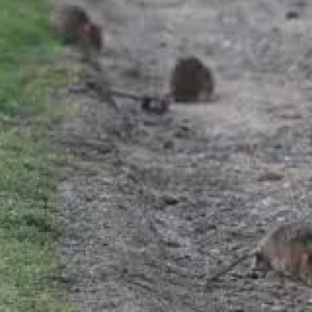 Superpoblación de ratas en CABA: enfermedades que transmiten y cómo protegerse