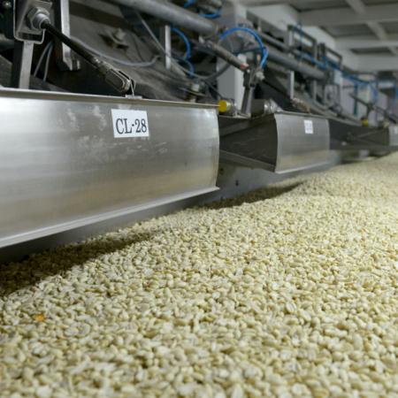 Con exportaciones récord, Argentina lidera el mercado mundial de maní