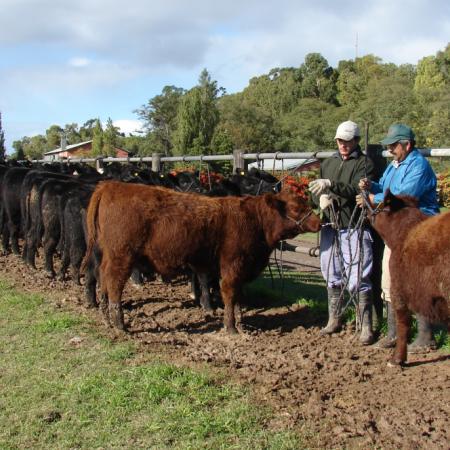 El ROSGAN alertó por el fuerte encarecimiento del crédito ganadero en 2025