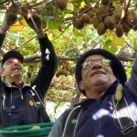 Kiwis Saladillo, un éxito familiar por fuera de la ruta del “oro verde” 