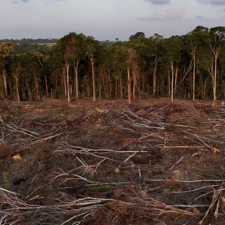 La Unión Europea pospone hasta 2026 la ley contra la deforestación