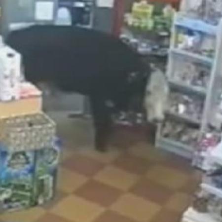 Una vaca entró a una librería en Concordia y sorprendió a todos