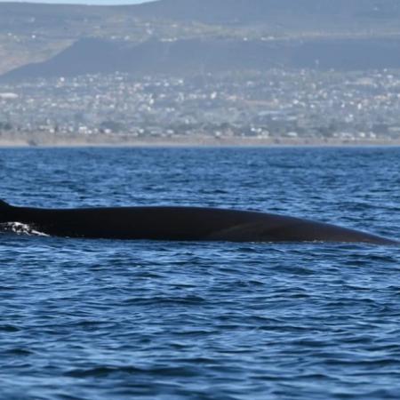 Comodoro Rivadavia busca impulsar el avistaje de ballenas sei