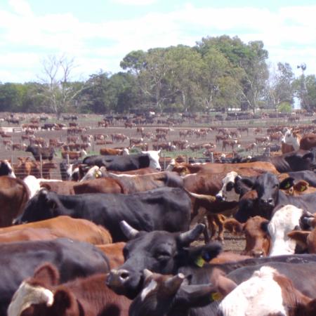 Carne: Estados Unidos restringe la oferta y presiona los precios en todo el mundo