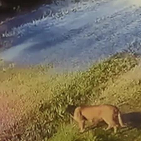 Continúa la búsqueda del puma en Pilar: refuerzan medidas de seguridad en la zona
