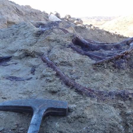 Chubut: descubren fósiles de dinosaurio carnívoro que vivió hace 66 millones de años